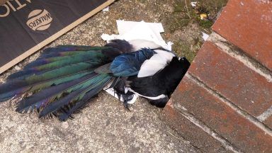 Magpie euthanised after being found stuck to illegal glue trap