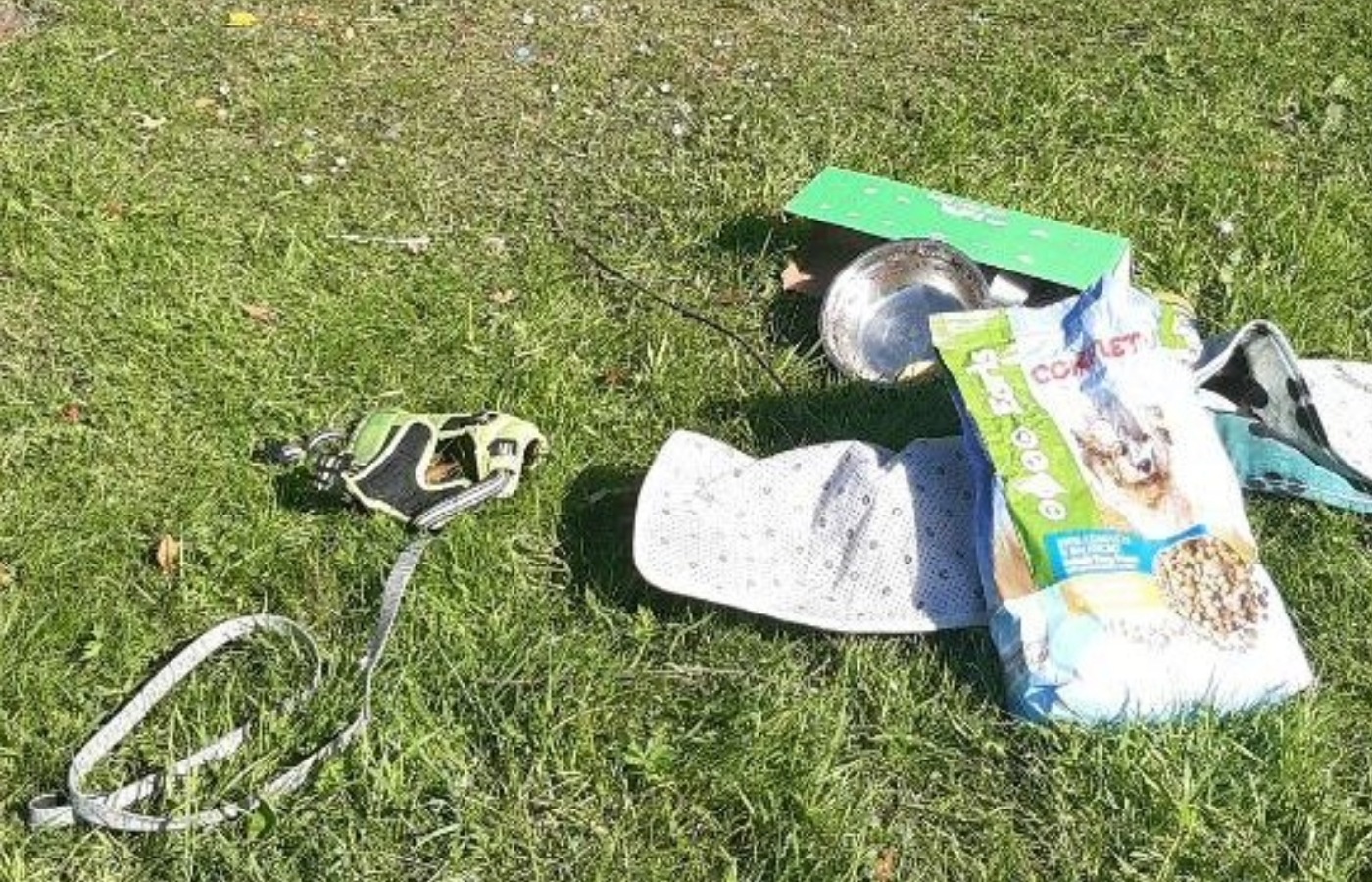 Items found with abandoned dog in Livingston
