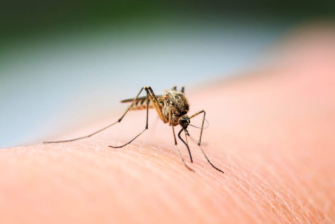Mosquitoes found across Scotland reaching as far north as Shetland, Glasgow University study reveals
