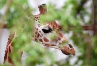 Female giraffe arrives at Blair Drummond Safari Park in bid to boost breeding programme