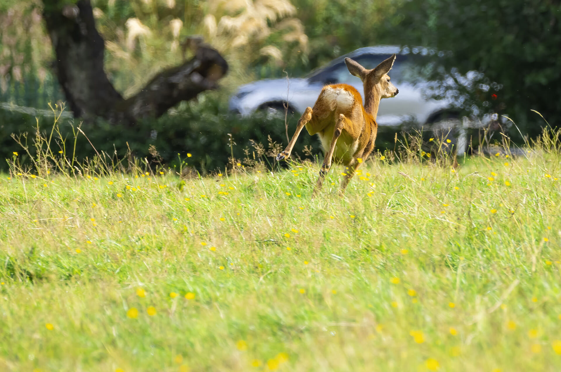 Warning over deer on the road