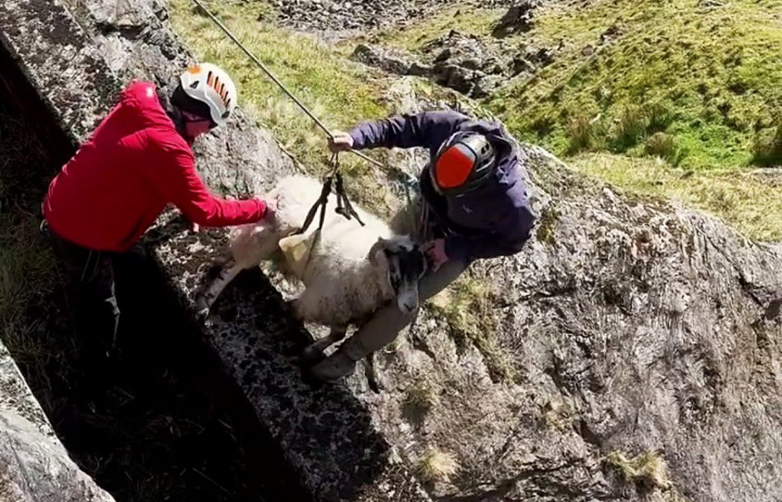 Mountain rescue mission for sheep trapped on cliffside for days