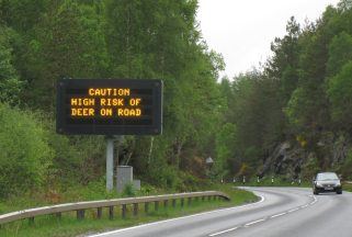 Drivers urged to beware of deer on roads as young begin to ‘spread out’