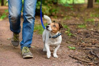 Dogs to be kept on leads in Angus Council cemeteries in bid to curb dog fouling