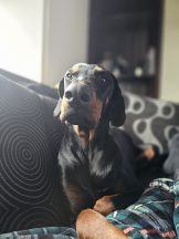Dog’s life saved by emergency surgery after swallowing favourite tennis ball