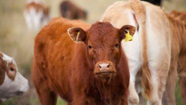 A93 near Potarch closed in both directions after cattle walk onto road