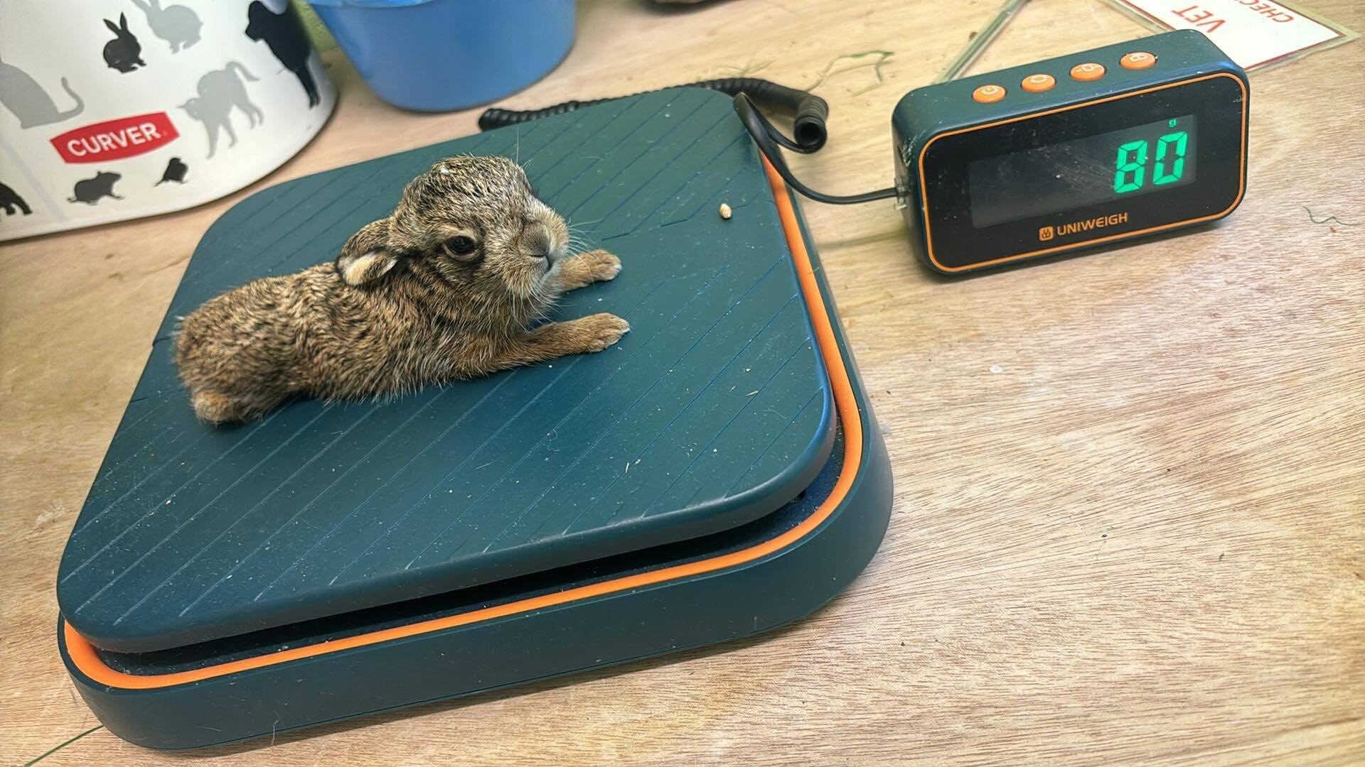 Bruno was underweight as a newborn (Scottish SPCA)