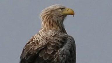 UK’s oldest White-tailed Eagle dies on Mull aged 32