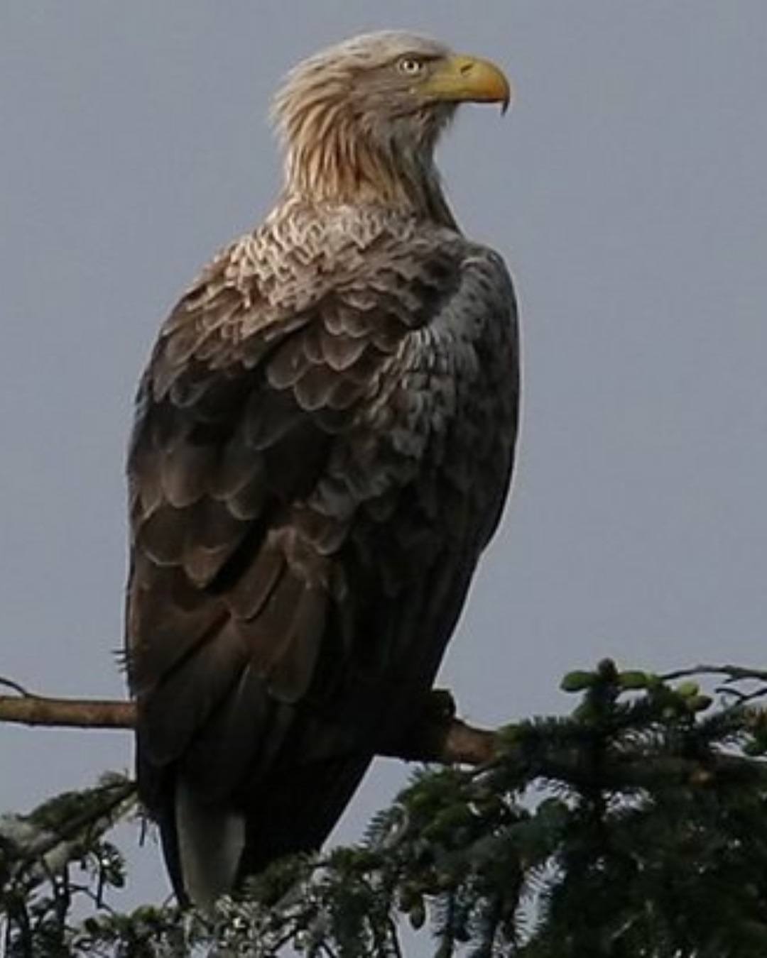Frisa has not been seen since last year, leading experts to believe that she has died of either natural causes or following an altercation with another eagle.