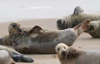 Call for paddleboarders and kayakers to act ‘responsibly’ around marine mammals