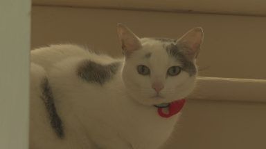 Cat who walks children to school named finalist in Cats Protection National Cat Awards 2025