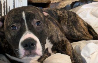 Four dogs, hedgehog and snake found in ‘shocking’ house covered in faeces in Inverness