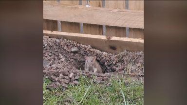 Resident ‘left in tears’ as rising rat problems hit local authority