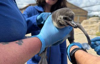 Baby Humboldt penguin becomes second ever hatched at Five Sisters Zoo
