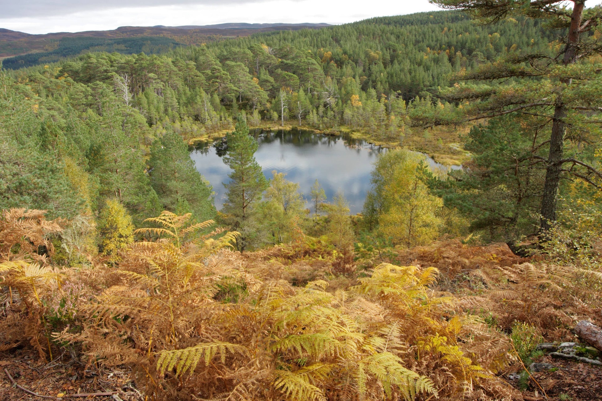 The release had been proposed for Glen Affric (Alamy/PA).