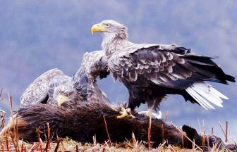 UK’s oldest White-tailed Eagle dies on Mull aged 32