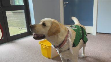 Stroke patients on the road to recovery thanks to therapy dogs