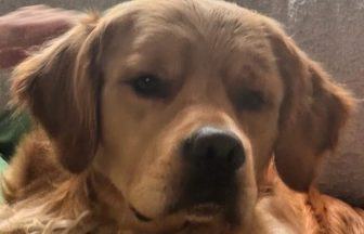 Urgent search to reunite girl with epilepsy with missing therapy dog in the Highlands