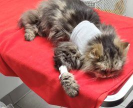 Officials warn pet owners about toxic chemicals found in fake medicines