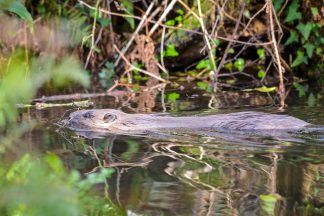 Scottish Government accused of shutting door on rewilding and beaver restoration