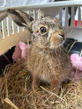 Farmer delivers ‘little miracle’ baby hare in emergency roadside Caesarean