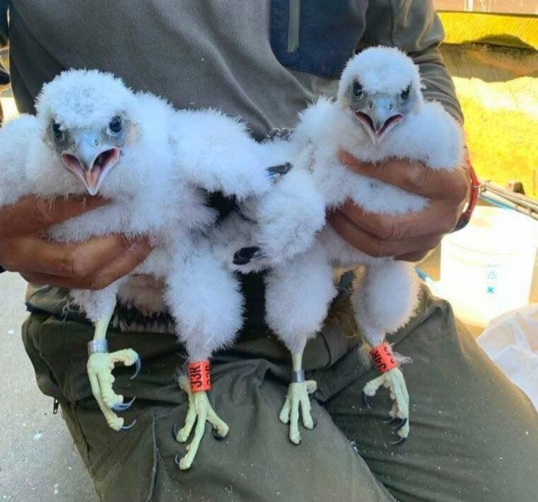 Jack and Victor hatched on April, 27.
