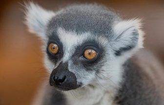 Lemur at Five Sisters Zoo recognised as world’s oldest in captivity