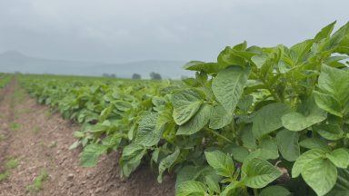 Seed potato farmers demand clarity on EU export rules