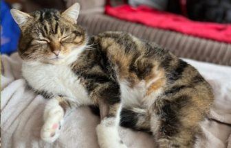 Missing cat with leg injury reunited with family in Aberdeen after two year countryside adventure