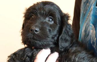 Woman handed ten-year ban after running illegal puppy farm in East Ayrshire