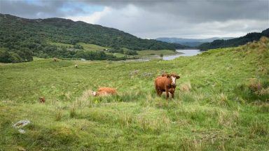 How Luing cattle and satellite technology are helping transform Glen Finglas