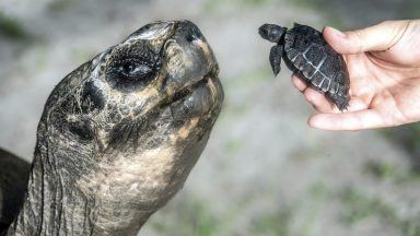 Galapagos tortoise celebrates 135th birthday and first Father’s Day at zoo