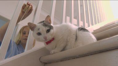 Cat who walks children to school up for national award