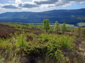 Highland juniper forest given special European status