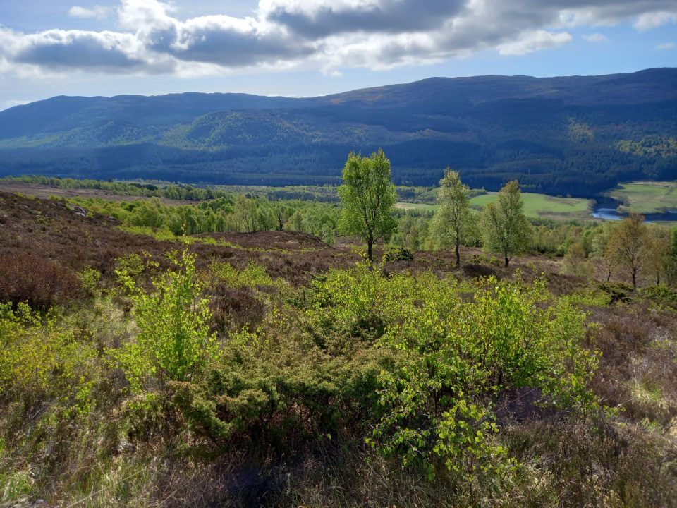 Highland juniper forest given special European status