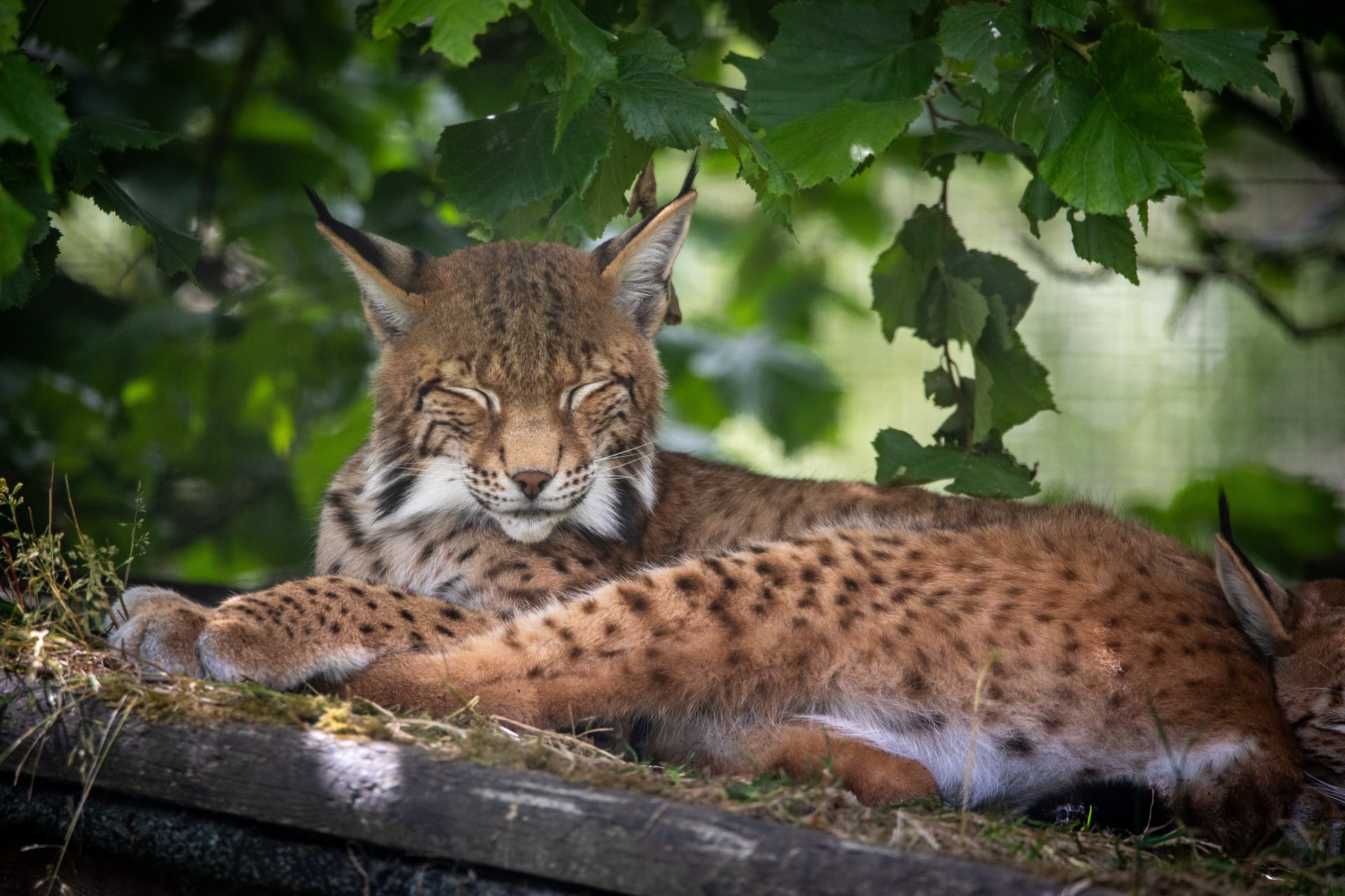 A rescued lynx at the Highland Wildlife Park.
