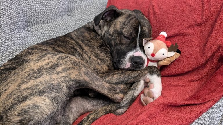 Sadie cuddling up to a toy