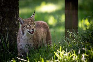 Illegally released lynx rescued from Highlands given names at new home