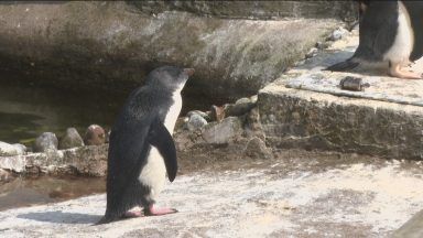 Edinburgh Zoo penguin chick making miraculous recovery after surgery