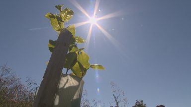 New project encouraging famers to plant trees launched