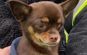 ‘Miracle’ puppy rescued from destroyed tenement two weeks after devastating fire in Perth