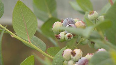 Dundee scientists say they’ve devised first UK-bred blueberry