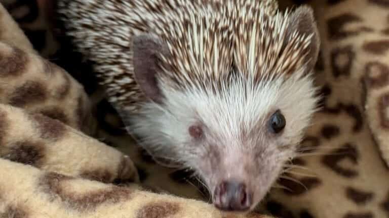 The pygmy hedgehog has also found a new home