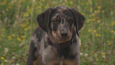 Scots scientists to lead world-first study into antibiotic-resistant pets