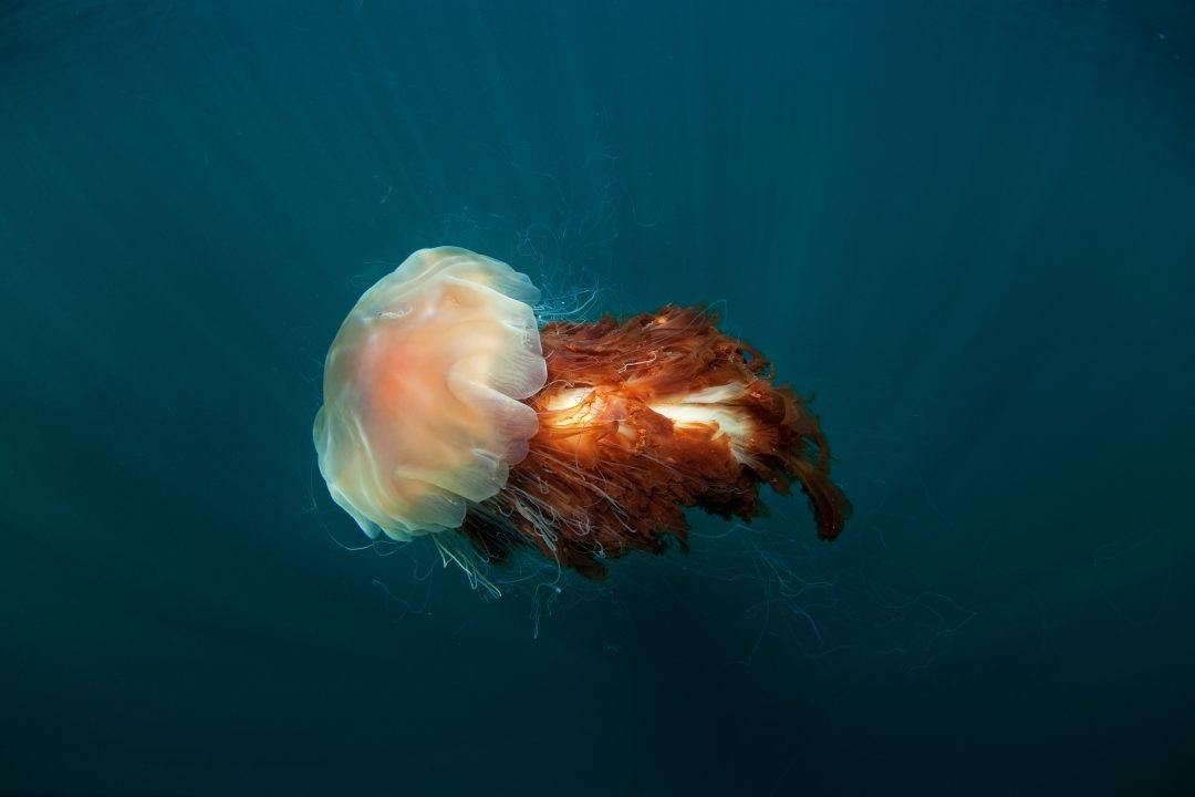 Warning issued as warmer weather brings increase in jellyfish stings