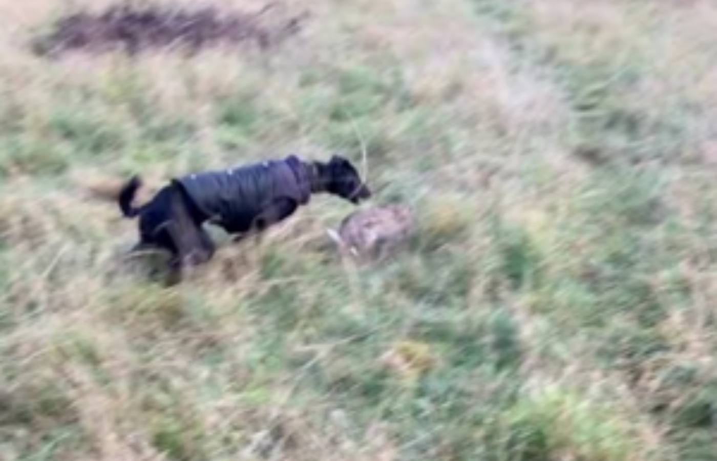 Brandon Robb filmed his pet lurcher attacking animals
