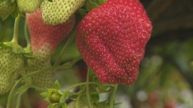 Bumper season for soft fruits farmers as yields double