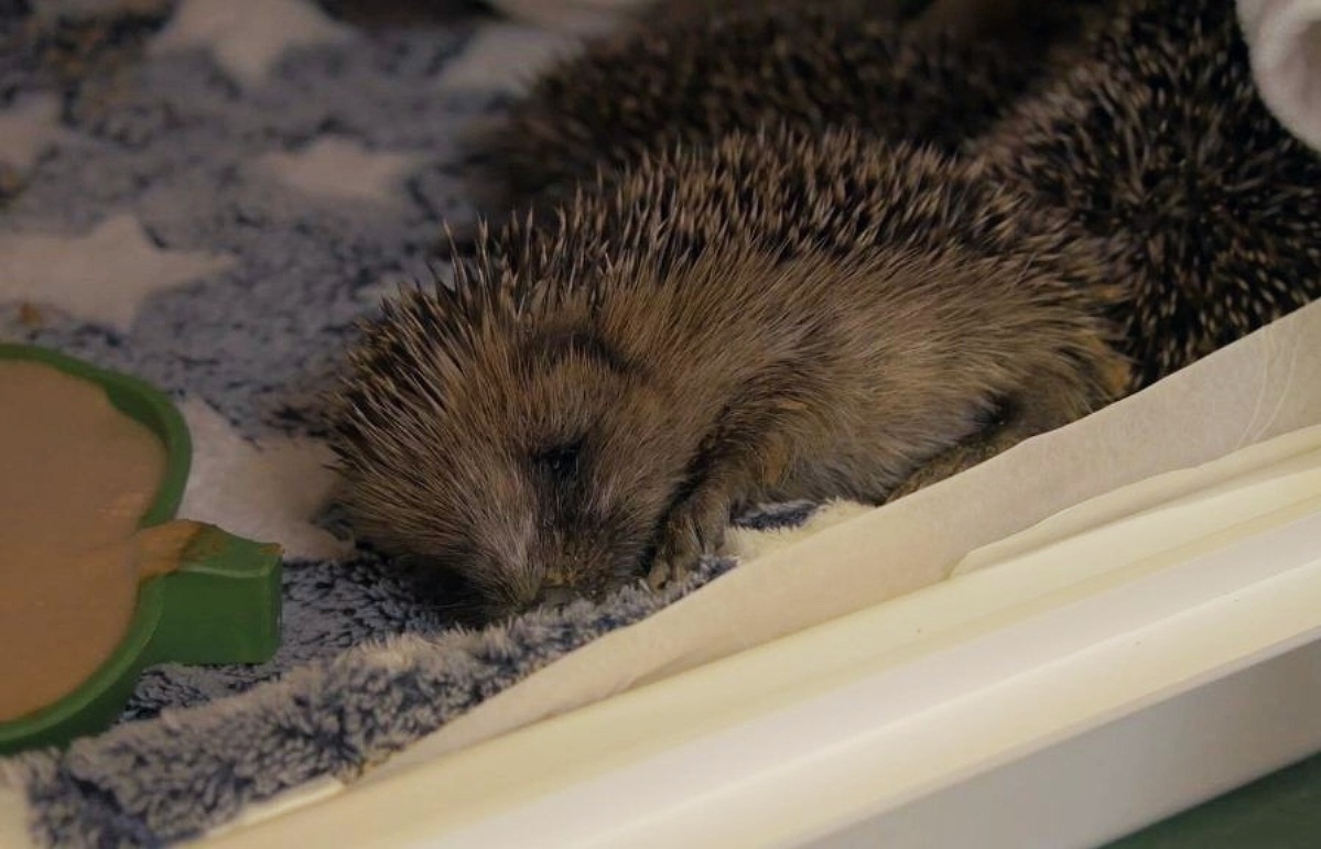 The Scottish SPCA is the country's largest animal welfare charity.