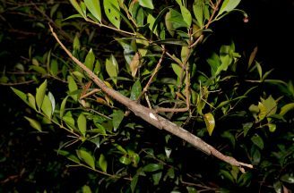 ‘Heaviest ever insect’ discovered in North Queensland in Australia