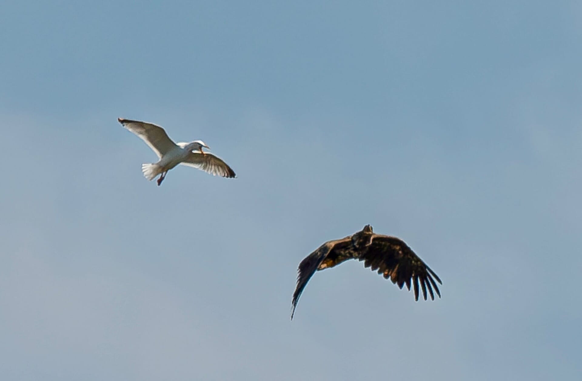 Kinky the white-tailed eagle has been spotted over Mull